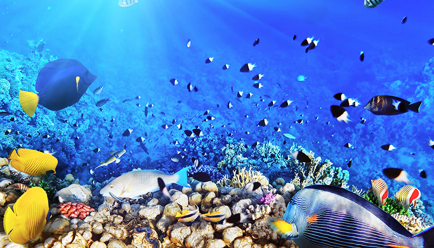 Coral and fish in the Red Sea.